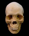 Real Human Skulls for sale